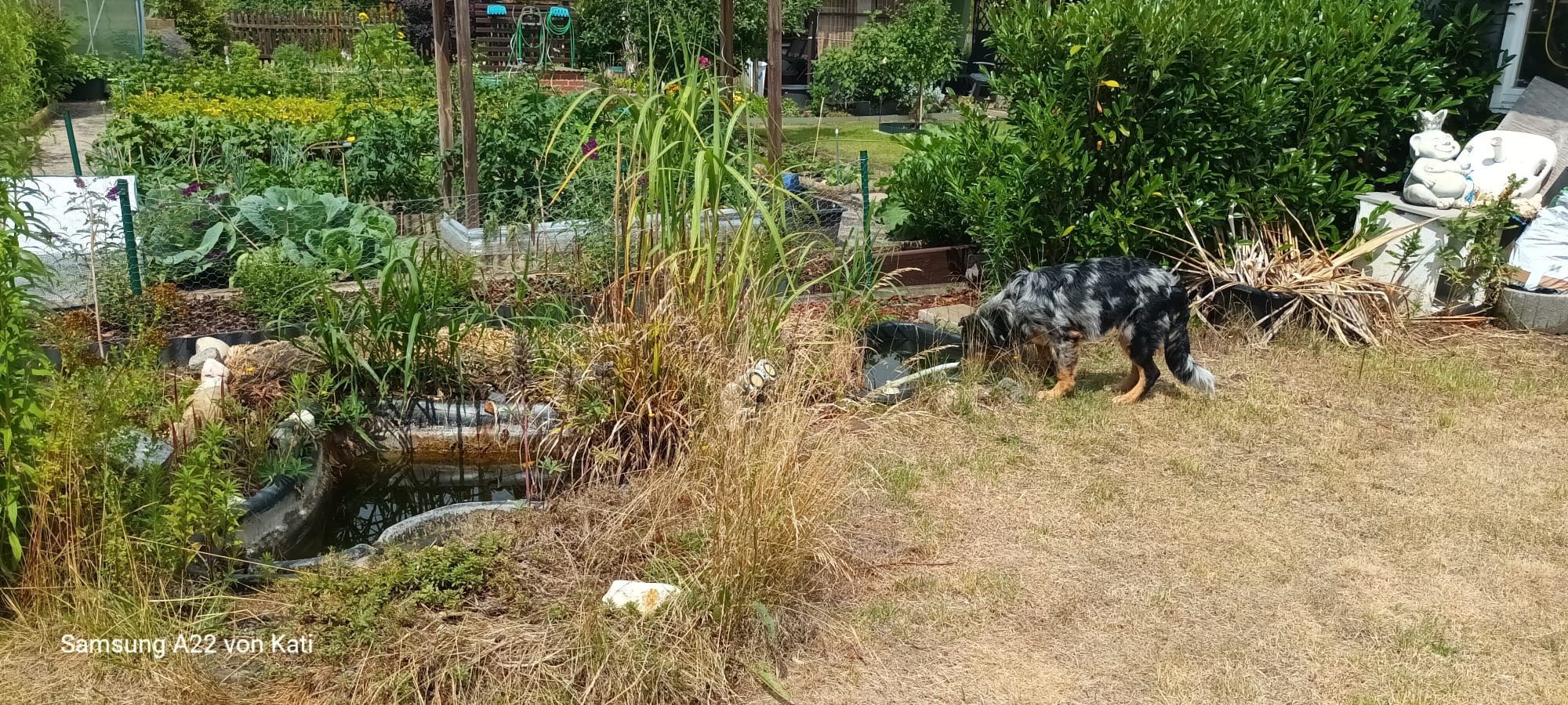 Gartenfoto